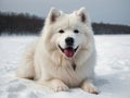 White Samoyed dog sitting patiently. Royalty Free Stock Photo