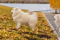 White Samoyed dogs on a leash walking on yellow leaves Royalty Free Stock Photo