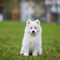 White Samoyed Puppy Dog Royalty Free Stock Photo