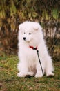 White Samoyed Puppy Dog Outdoor in Park Royalty Free Stock Photo