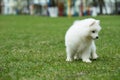 White Samoyed Puppy Dog Royalty Free Stock Photo