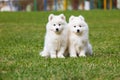 White Samoyed Puppy Dog Royalty Free Stock Photo