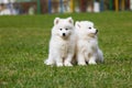 White Samoyed Puppy Dog Royalty Free Stock Photo
