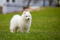 White Samoyed Puppy Dog Royalty Free Stock Photo