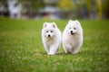 White Samoyed Puppy Dog Royalty Free Stock Photo