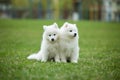 White Samoyed Puppy Dog Royalty Free Stock Photo