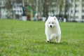 White Samoyed Puppy Dog Royalty Free Stock Photo