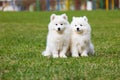 White Samoyed Puppy Dog Royalty Free Stock Photo