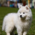 White Samoyed Puppy Dog Royalty Free Stock Photo