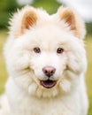 A White Samoyed Puppy looking at the camera with head slightly down