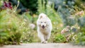 A White Samoyed Puppy running along an overgrown path with wildflowers looking at camera