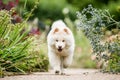 A White Samoyed Puppy running along a path through wild flowers looking at camera Royalty Free Stock Photo