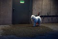 White Samoyed puppy standing near the door