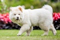 A White Samoyed Puppy walking past red and black flowers looking towards camera Royalty Free Stock Photo