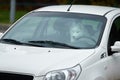 White samoyed sitting in car, copy space. Dog left alone in locked car. Abandoned animal in closed space. Danger of pet Royalty Free Stock Photo