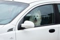 White samoyed sitting in car, copy space. Dog left alone in locked car. Abandoned animal in closed space. Danger of pet Royalty Free Stock Photo