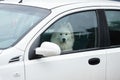 White samoyed sitting in car, copy space. Dog left alone in locked car. Abandoned animal in closed space. Danger of pet