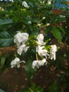 White Sampaguita Jasmine Royalty Free Stock Photo