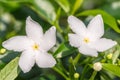 White Sampaguita Jasmine or Arabian Jasmine. Royalty Free Stock Photo