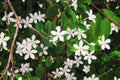 White sampaguita jasmine flowers , nature group blooming in garden