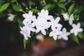 White sampaguita jasmine officinale jasminum flower blooming in   natural garden background Royalty Free Stock Photo