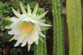 White San Pedro Cactus bloom in a California garden Royalty Free Stock Photo