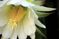 White San Pedro Cactus bloom close up Royalty Free Stock Photo