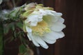 White San Pedro Cactus bloom the day before opening