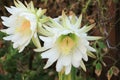 White San Pedro Cactus blooms in a garden Royalty Free Stock Photo