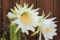 White San Pedro Cactus blooms which last for a day Royalty Free Stock Photo