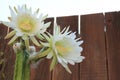 White San Pedro Cactus blooms in a California garden Royalty Free Stock Photo