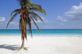White sand beach with coconut palm