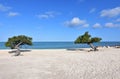 White Sand Beach with Divi Trees in Early Morning