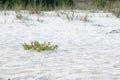 White Sand Beach Pensacola Florida with natural beach plants