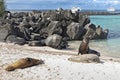 White sand beach with rocks, sea lions sunbathing and touristic cruise boats in the Espanola island - Galapagos Royalty Free Stock Photo