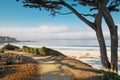 White sand beach and trail with tree in Carmel, CA Royalty Free Stock Photo