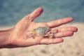 White sand crab in the human hand Royalty Free Stock Photo