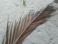 White sand with dead coconut leaf Royalty Free Stock Photo