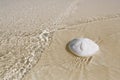 White sand dollar on a beach under sea wave Royalty Free Stock Photo