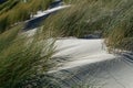 White sand dunes and beach grass, west coast, Aotearoa / New Zealand Royalty Free Stock Photo