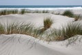 White sand dunes and beach grass, west coast, New Zealand Royalty Free Stock Photo