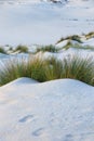 White Sand dunes ina beach