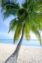 White sand lonely beach, green palm tree, blue sea, bright sunny sky, white clouds background Royalty Free Stock Photo