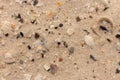 White sand with shell fragments background. Sand texture closeup. Seacoast concept. Royalty Free Stock Photo