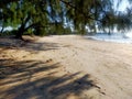 White sand with tree on the sea shore. Incredible place