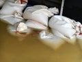 White sandbags for flood defense Royalty Free Stock Photo