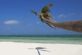 White sands beach with lonely palm tree