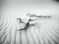 White Sands - Desert in Black & White Royalty Free Stock Photo