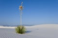 White Sands - Lonely Yucca