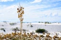 White Sands National Monument Royalty Free Stock Photo